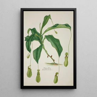 George De Alwis - Mon Jardin a Ceylan Pl040.webp