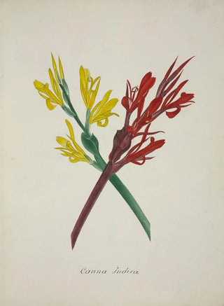 George De Alwis - Mon Jardin a Ceylan Pl049.webp