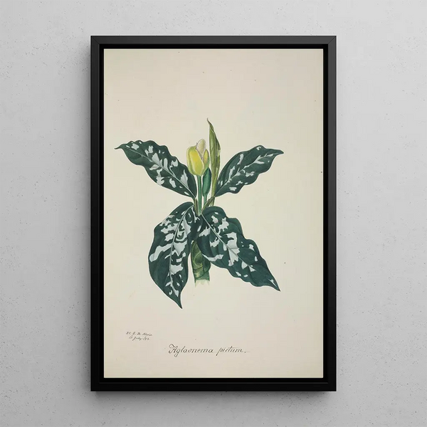 George De Alwis - Mon Jardin a Ceylan Pl063.webp