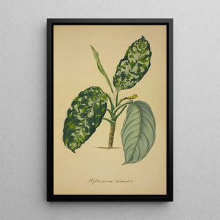 George De Alwis - Mon Jardin a Ceylan Pl064.webp