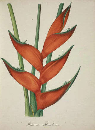 George De Alwis - Mon Jardin a Ceylan Pl067.webp