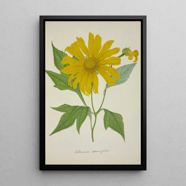 George De Alwis - Mon Jardin a Ceylan Pl074.webp
