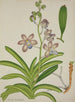 Mijn tuin in Ceylon Pl075 - George De Alwis — weergave van het kunstwerk