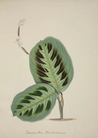 George De Alwis - Mon Jardin a Ceylan Pl093.webp