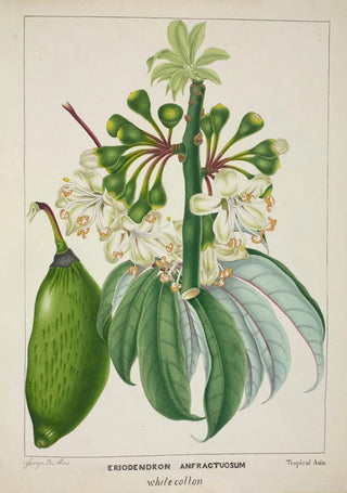 George De Alwis - Mon Jardin a Ceylan Pl112.webp