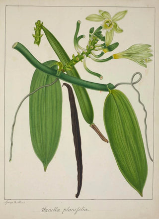 George De Alwis - Mon Jardin a Ceylan Pl114.webp