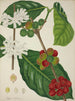 Mijn tuin in Ceylon Pl123 - George De Alwis — weergave van het kunstwerk