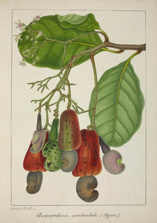 George De Alwis - Mon Jardin a Ceylan Pl139.webp