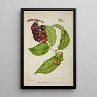 George De Alwis - Mon Jardin a Ceylan Pl141.webp