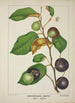 Mon Jardin à Ceylan Pl157 - George De Alwis — weergave van het kunstwerk