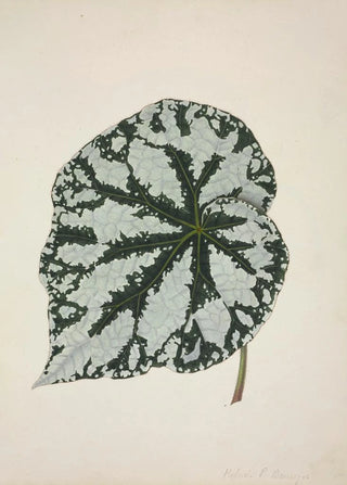 George De Alwis - Mon Jardin a Ceylan Pl163.webp