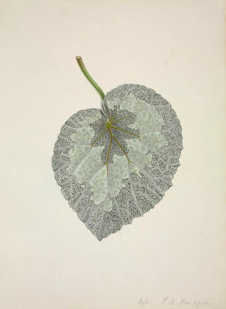 George De Alwis - Mon Jardin a Ceylan Pl169.webp