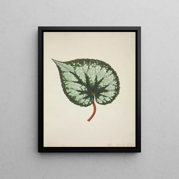 George De Alwis - Mon Jardin a Ceylan Pl174.webp