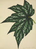 Mijn tuin in Ceylon Pl180 - George De Alwis — weergave van het kunstwerk