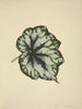 Mijn tuin in Ceylon Pl182 - George De Alwis — weergave van het kunstwerk