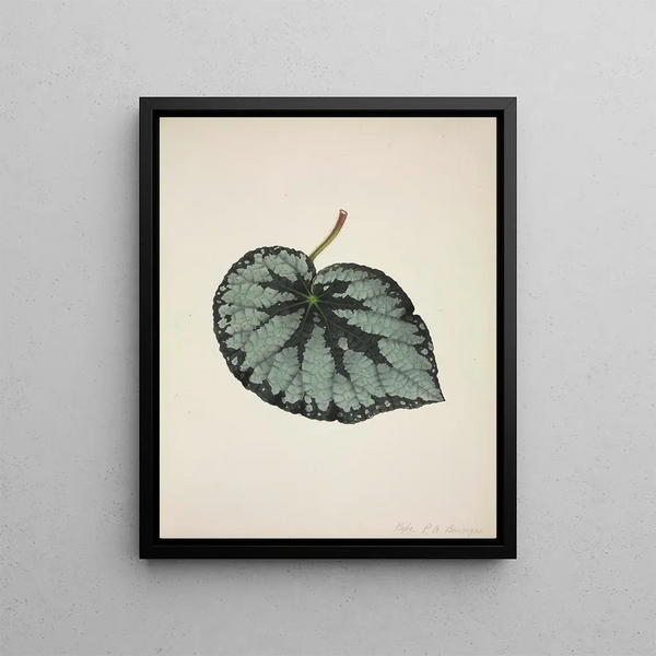 George De Alwis - Mon Jardin a Ceylan Pl184.webp