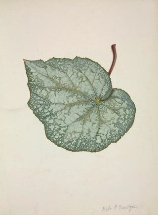 George De Alwis - Mon Jardin a Ceylan Pl202.webp