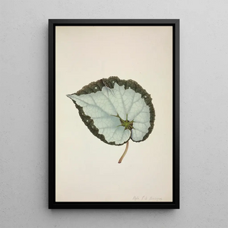 George De Alwis - Mon Jardin a Ceylan Pl206.webp