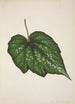 Mon Jardin à Ceylan Pl222 - George De Alwis — weergave van het kunstwerk