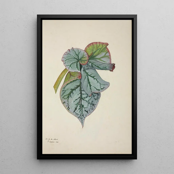 George De Alwis - Mon Jardin a Ceylan Pl233.webp