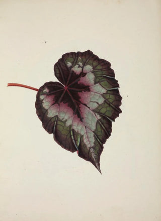 George De Alwis - Mon Jardin a Ceylan Pl236.webp