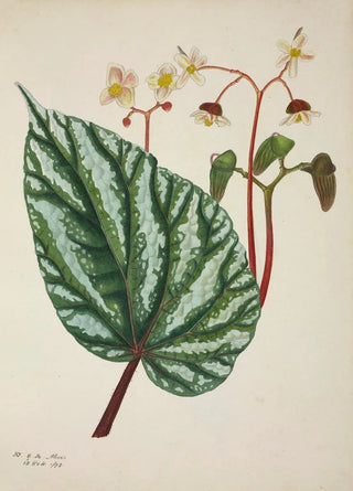 George De Alwis - Mon Jardin a Ceylan Pl247.webp