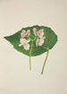 Mon Jardin à Ceylan Pl256 - George De Alwis — weergave van het kunstwerk