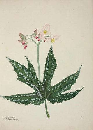 George De Alwis - Mon Jardin a Ceylan Pl259.webp