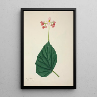 George De Alwis - Mon Jardin a Ceylan Pl266.webp