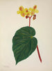 Mon Jardin à Ceylan Pl268 - George De Alwis — weergave van het kunstwerk