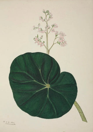 George De Alwis - Mon Jardin a Ceylan Pl269.webp