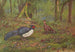 Kaleege-schilderij met zwarte rug - George Edward Lodge — weergave van het kunstwerk