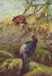 Kaleege à Poitrine Noire - George Edward Lodge — weergave van het kunstwerk