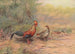 Coq de Lafayette - George Edward Lodge — weergave van het kunstwerk