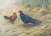 Kaleege van Edward - George Edward Lodge — weergave van het kunstwerk