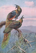 Pauw Groen - George Edward Lodge — weergave van het kunstwerk