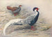 Hainan zilveren Kaleege schilderij - George Edward Lodge — weergave van het kunstwerk