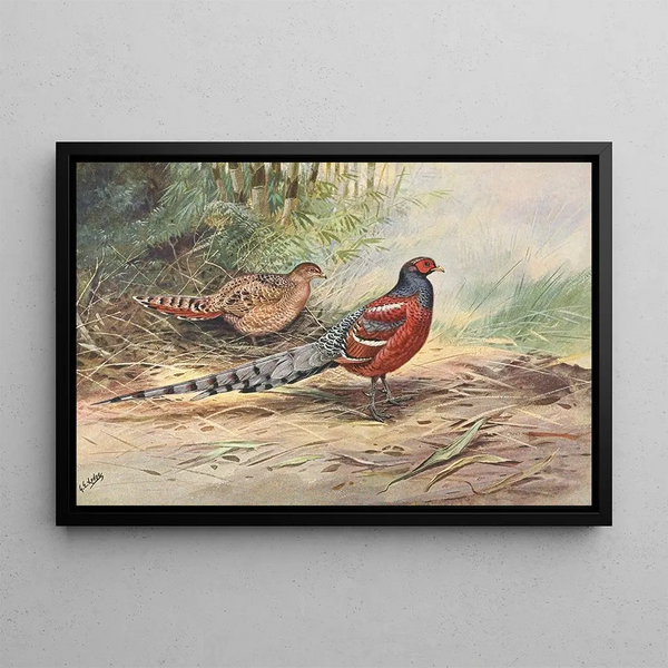 Pheasant with barred back by Hume - George Edward Lodge — framed artwork on a wall