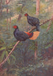 Coq-de-roche Sans Crête Malais - George Edward Lodge — weergave van het kunstwerk