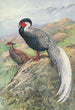 Kaleege Argenté Hybride de Rippon - George Edward Lodge — weergave van het kunstwerk