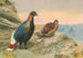 Faisan Impeyan van Sclater - George Edward Lodge — weergave van het kunstwerk
