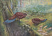 Sumatraanse bronzen pijlstaartfazant schilderij - George Edward Lodge — weergave van het kunstwerk