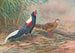 Kaleege de Swinhoe - George Edward Lodge — weergave van het kunstwerk
