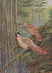 Faisan Koklass Commun - George Edward Lodge — weergave van het kunstwerk