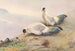Fazant met witte oorborden - George Edward Lodge — weergave van het kunstwerk