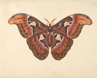 George Edwards - Atlas Moth.webp