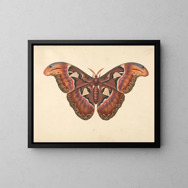 Butterfly Atlas Painting - George Edwards — framed artwork on a wall