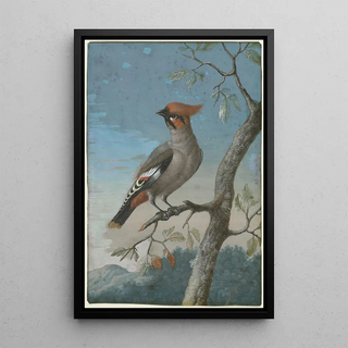 George Edwards - Bohemian Waxwing.webp