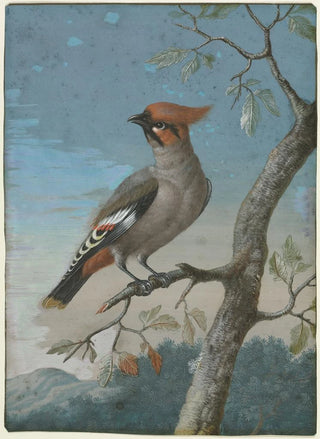 George Edwards - Bohemian Waxwing.webp