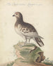 Lagopède Painting - George Edwards — artwork view